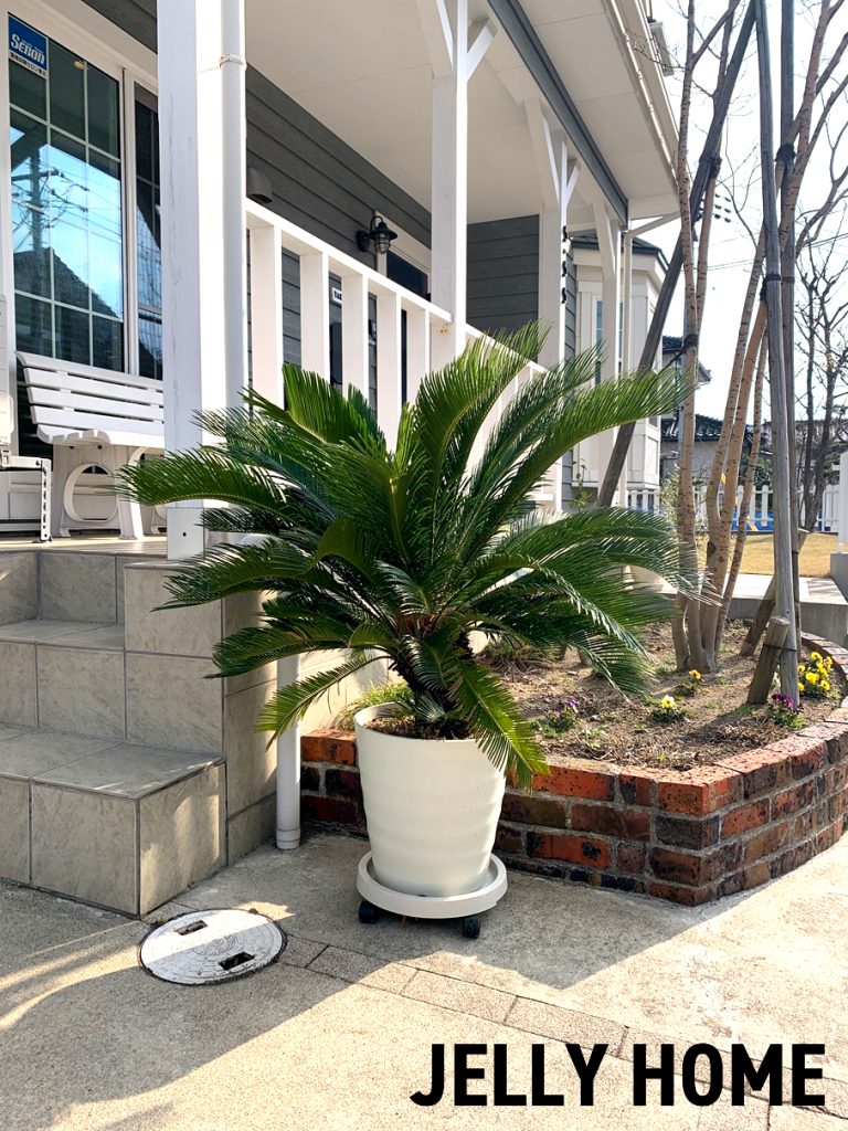 我が家のシンボル！青々と綺麗に育った自慢の「ソテツ」